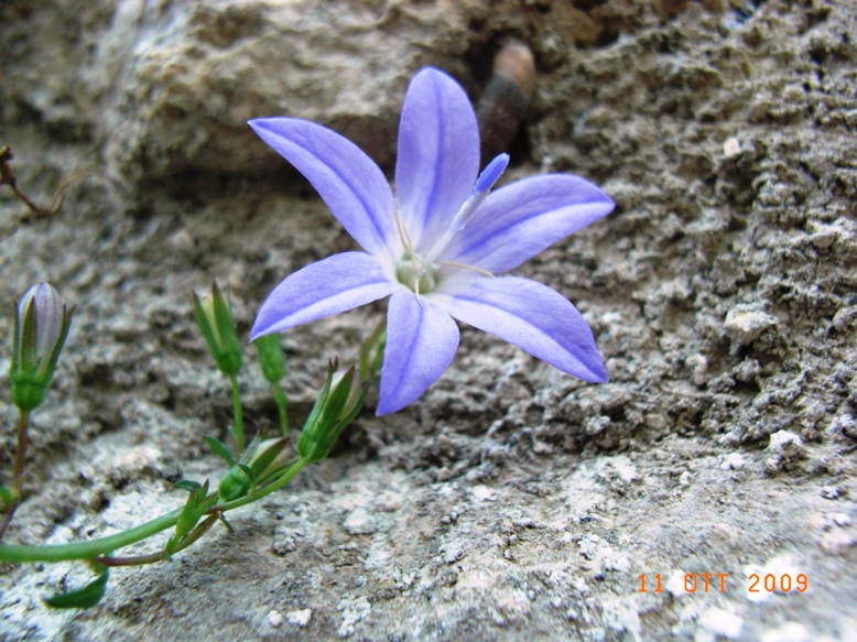 Campanula garganica / Campanula del Gargano